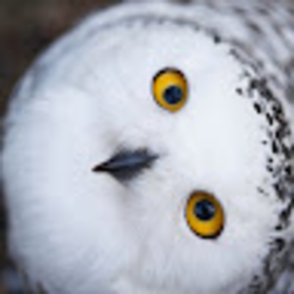 snowyowllinn